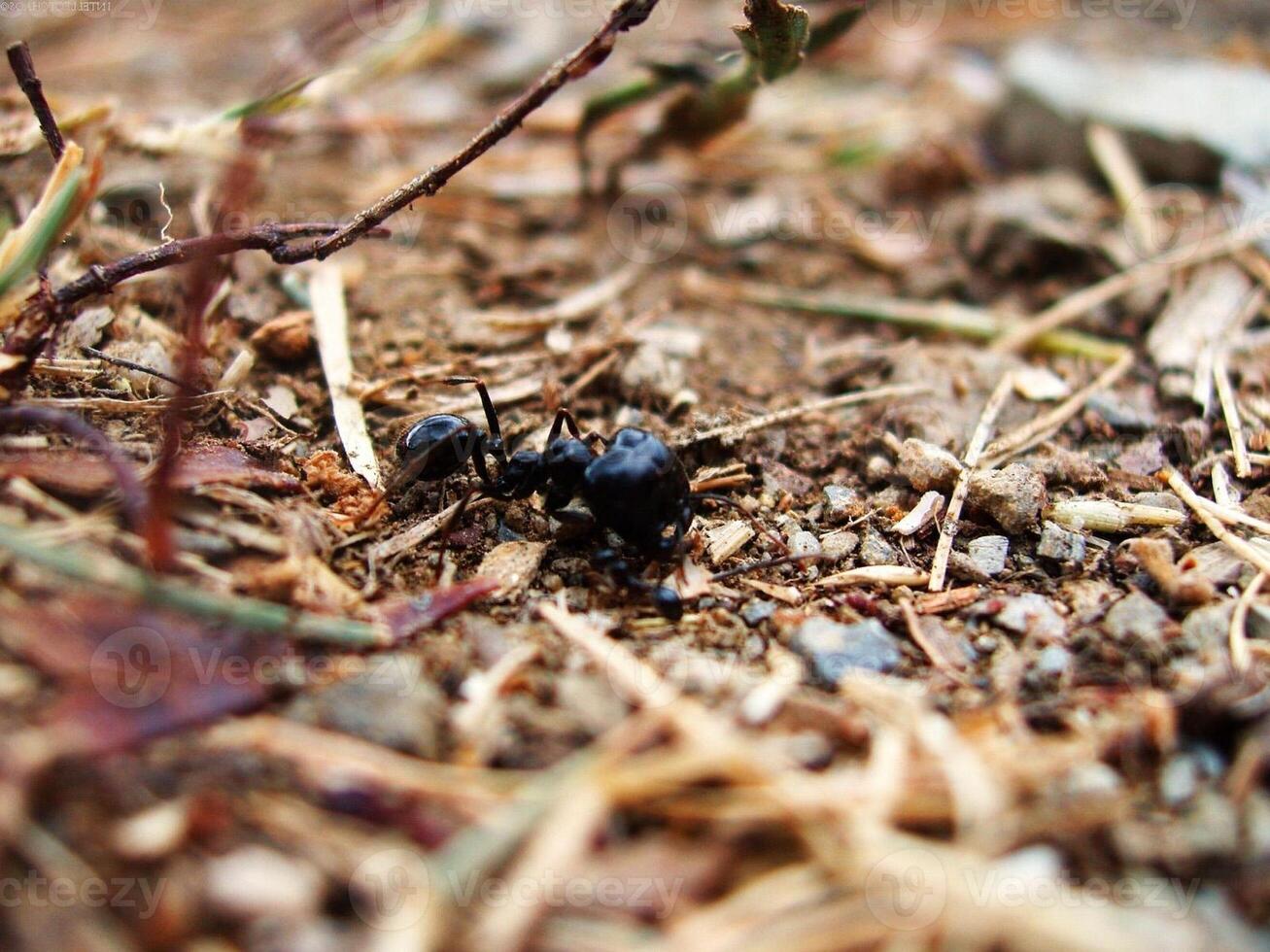 Honey bee, wasp or hornet close view. Insect in the natural habitat banner photo