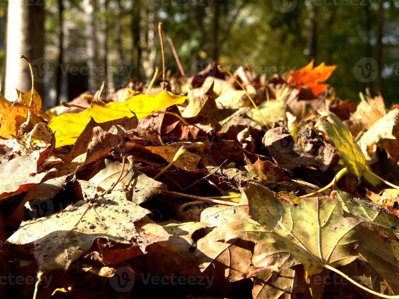 Autumn leaves on the ground creative wallpaper photo