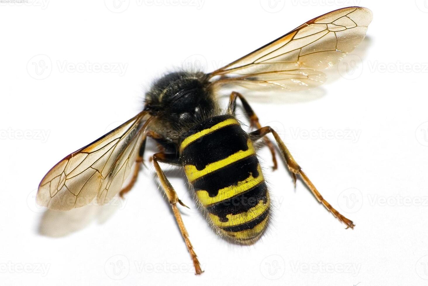 Honey bee, wasp or hornet close view. Insect in the natural habitat wallpaper photo