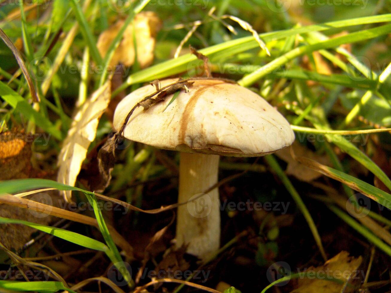 Forest mushroom close view background creative wallpaper photo