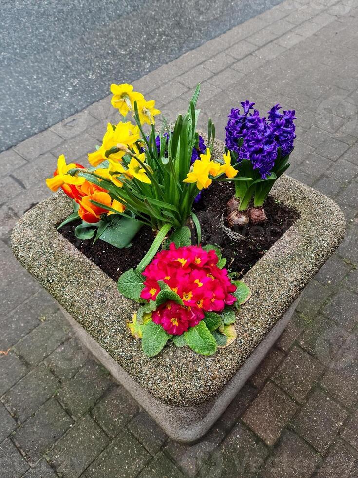 Colorful spring flowers growing in a concrete flower box on a sidewalk photo