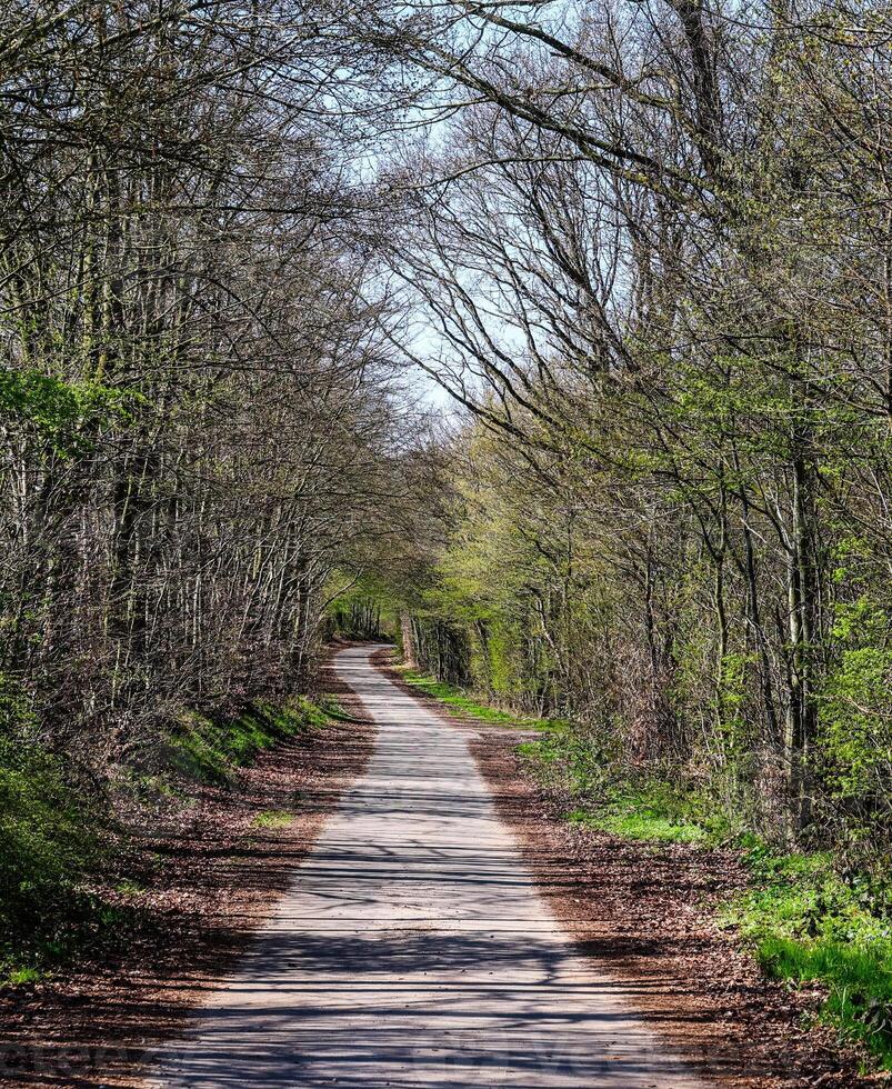 Narrow asphalt road winding through spring forest photo