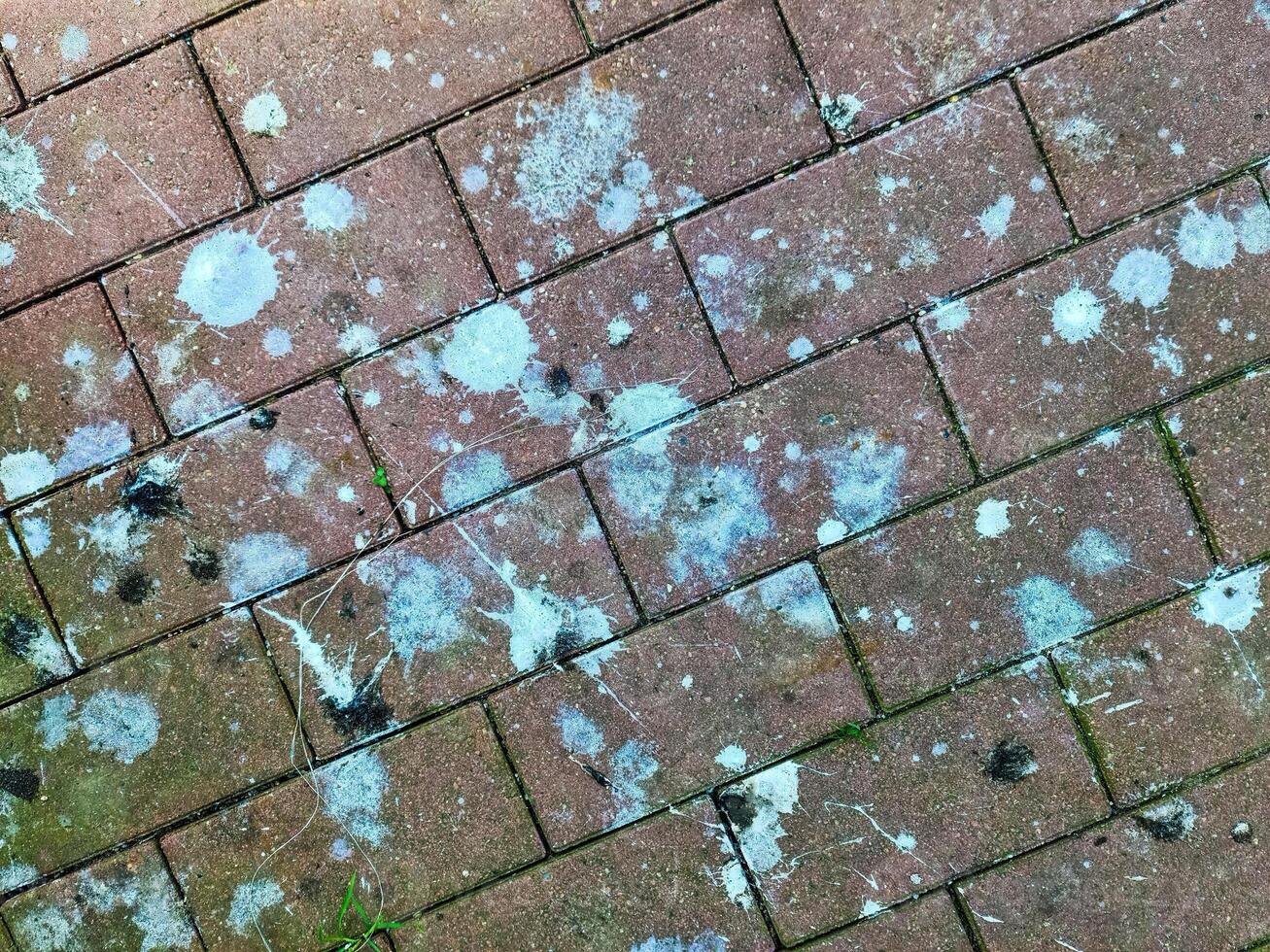 Bird droppings staining a red brick pavement photo