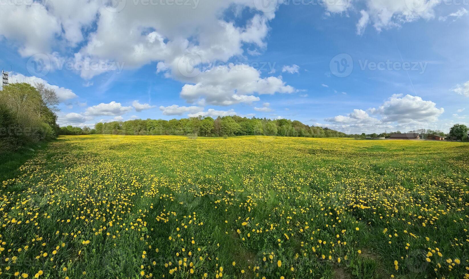 Blooming dandelion field under a cloudy sky illuminating a rural landscape photo