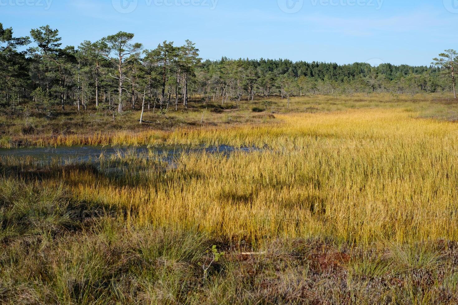A scenic view of a natural wetland surrounded by golden marsh grasses and sparse pine trees under a clear blue sky. photo