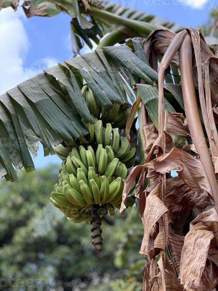 Close-up of a vibrant bunch of green bananas growing on a banana tree, surrounded by lush foliage and dry palm leaves photo