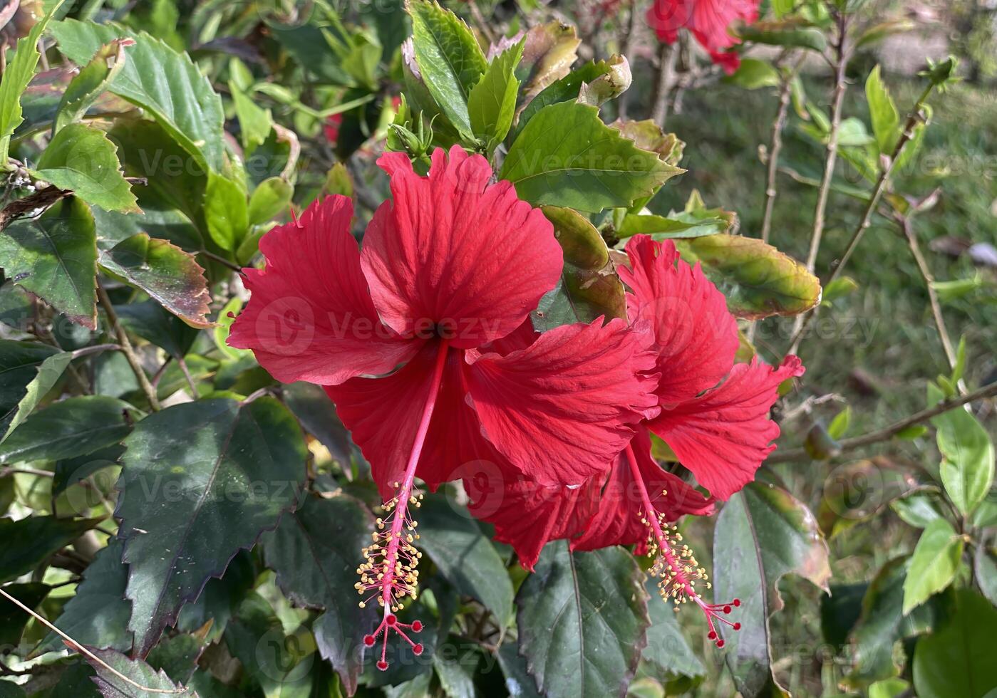 Close-up of vibrant red hibiscus flowers in full bloom, surrounded by lush green foliage photo