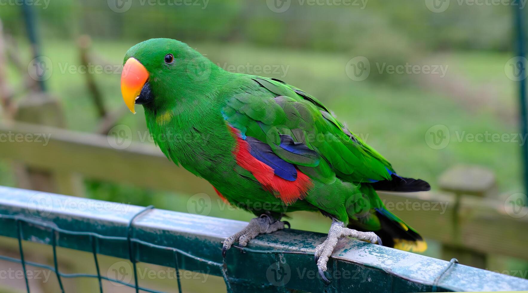 Close-up of a vibrant male eclectus parrot perched on a fence with a blurred green background photo