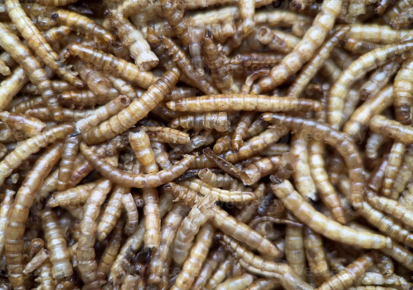 Macro shot of dried mealworms, commonly used as animal feed or alternative protein source photo