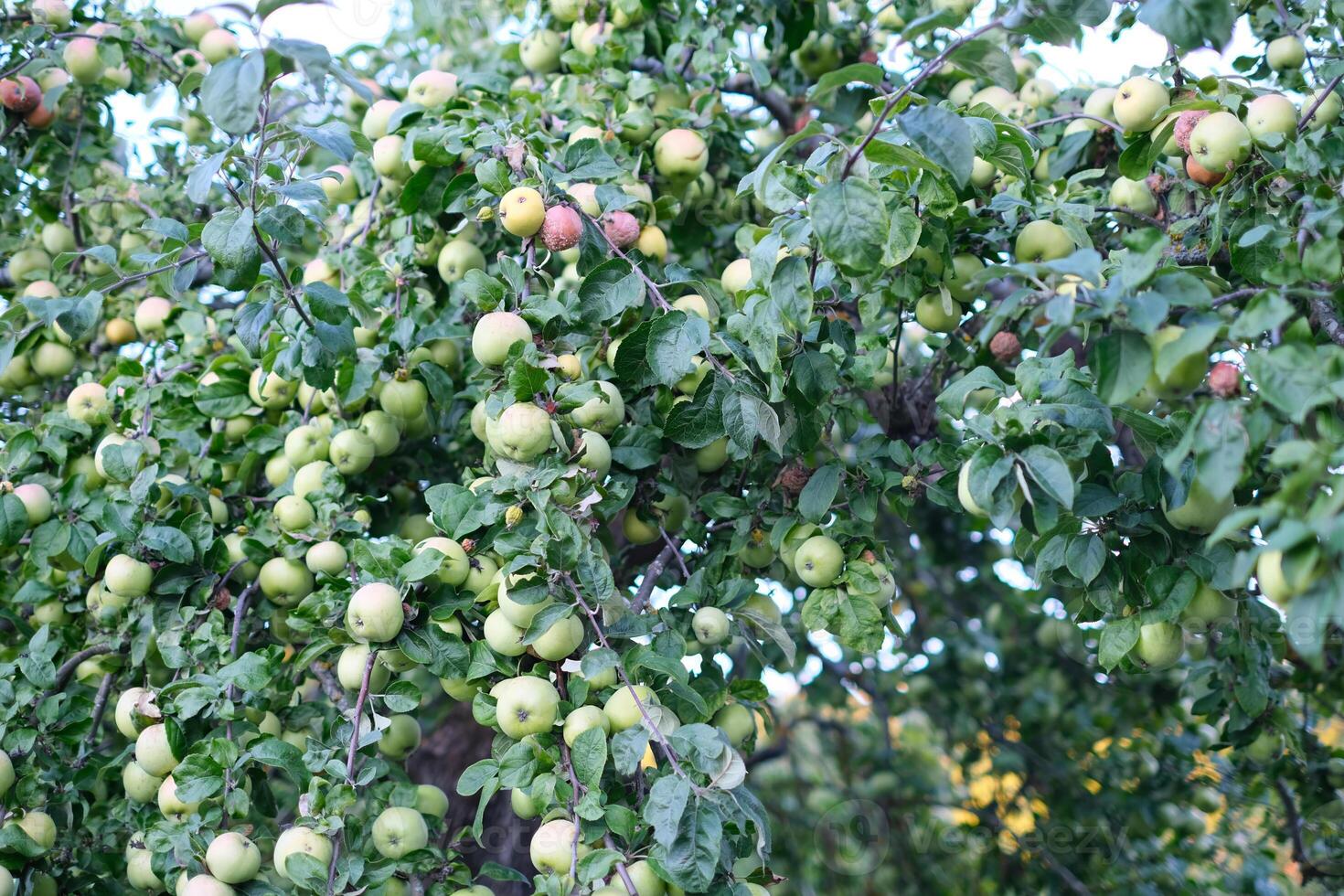 ush apple tree branches filled with clusters of green apples in various stages of ripening. photo