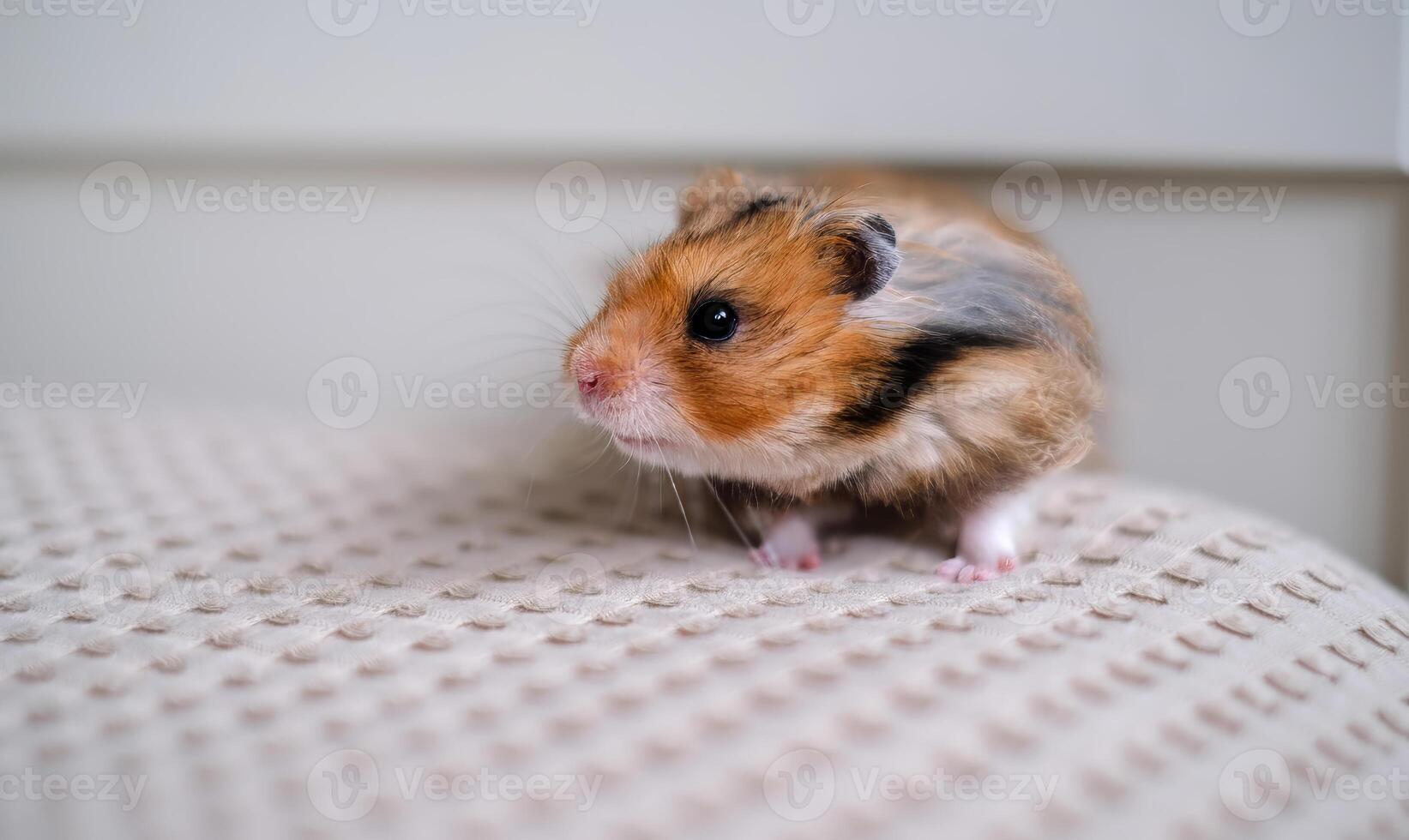 A cute Syrian hamster with fluffy fur in shades of brown, black, and white stands alert on a textured beige surface. photo