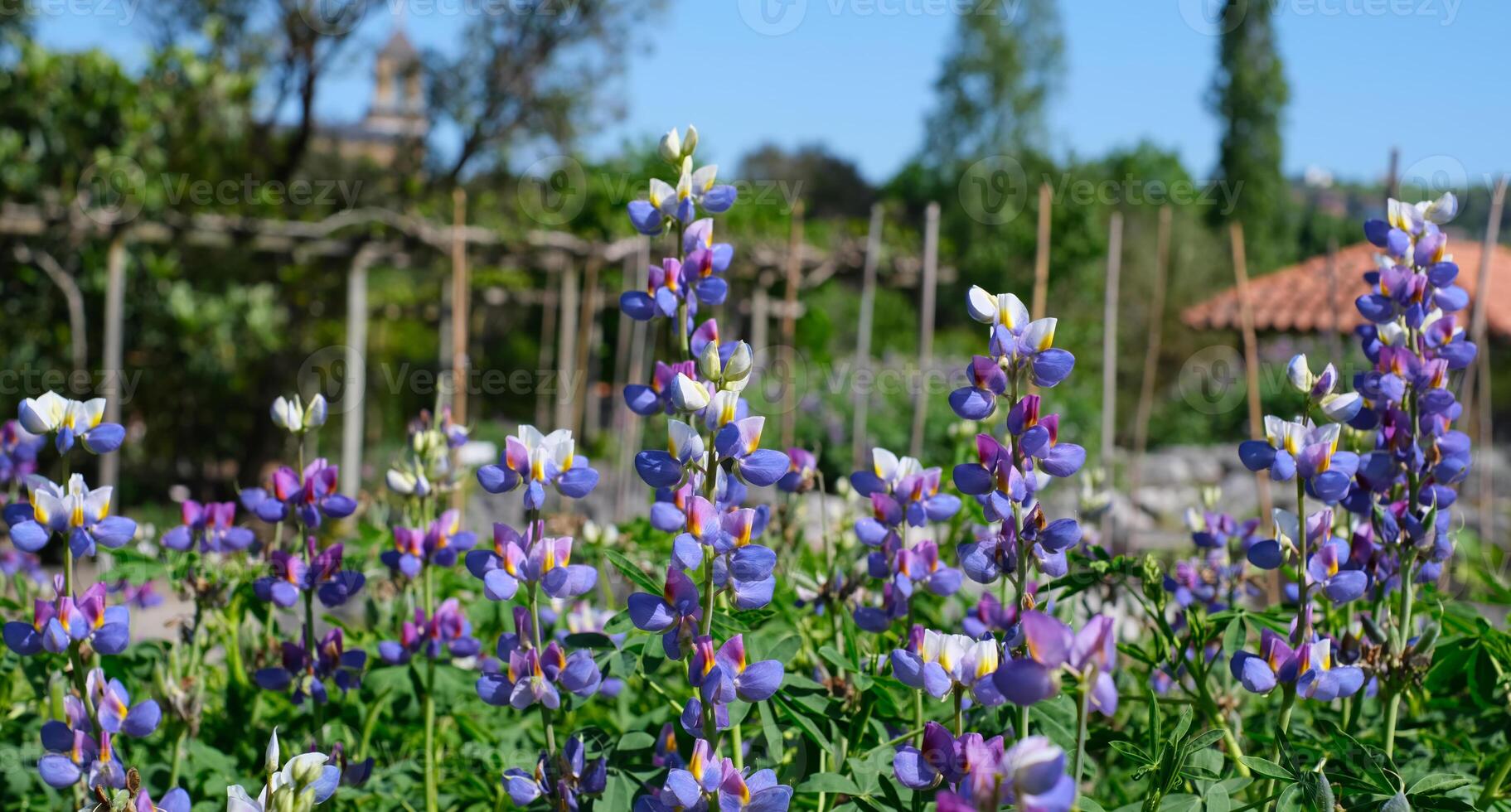 A vibrant field of blooming blue and purple lupine flowers under a clear blue sky in a rustic garden setting photo
