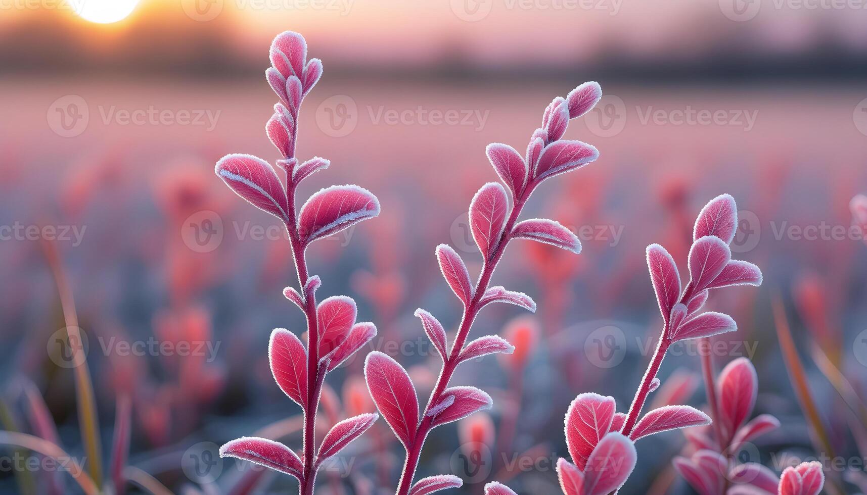 Closeup of pink frostcovered leaves in meadow with sunrise background showing nature beauty and winter stillness photo