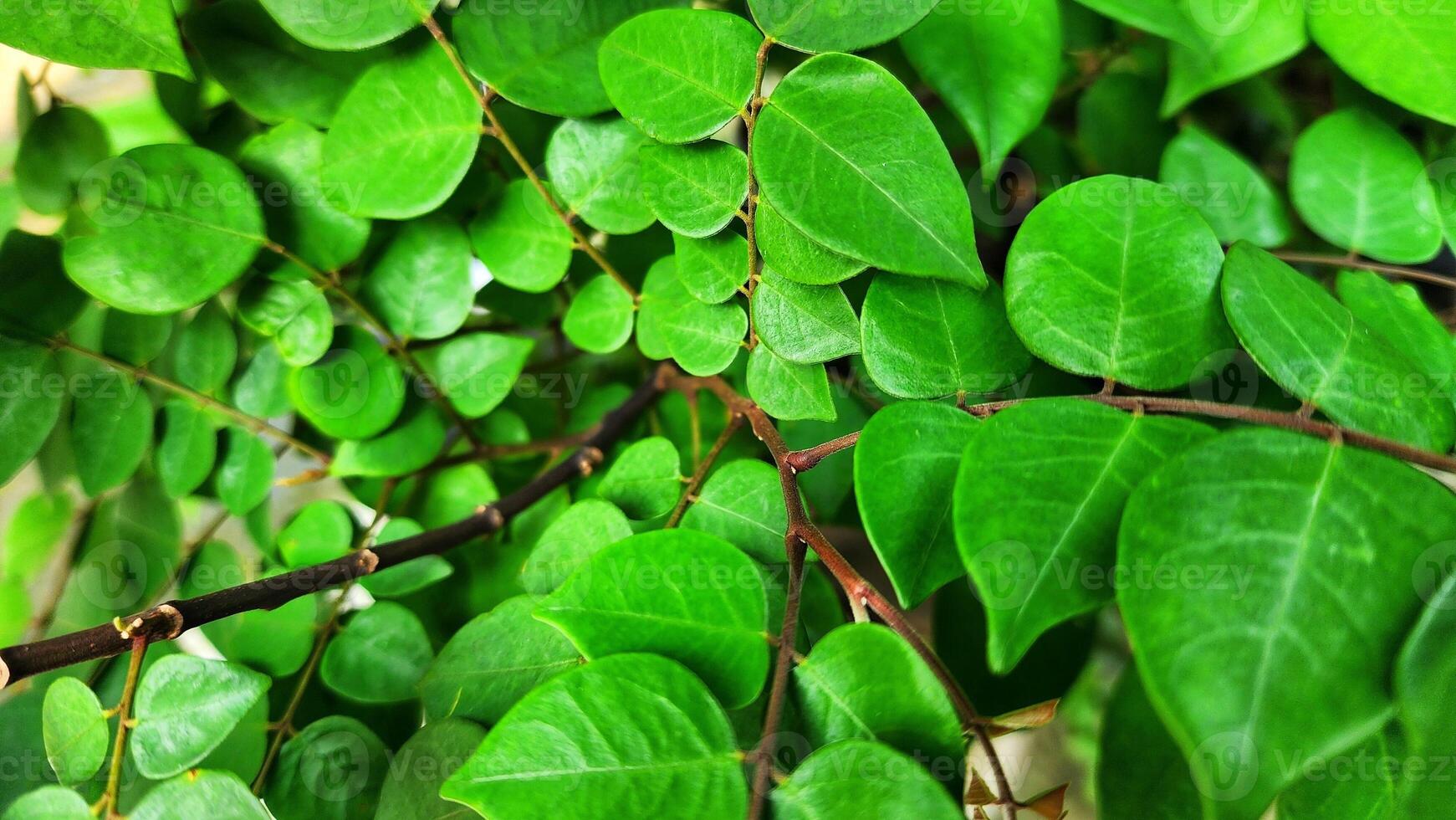 Green leaves background. Green leaves texture. Green leaves background. Green leaves background. photo