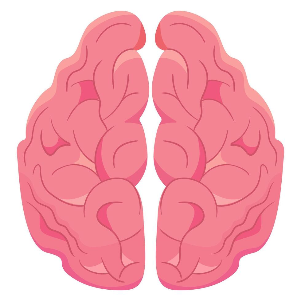 Two pink human brains on a white background vector