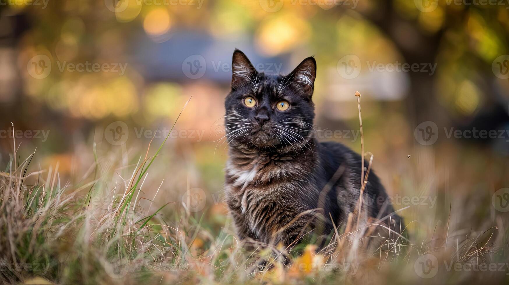 A dark tabby cat with yellow eyes sitting in tall grass with a blurred background of fall colors photo