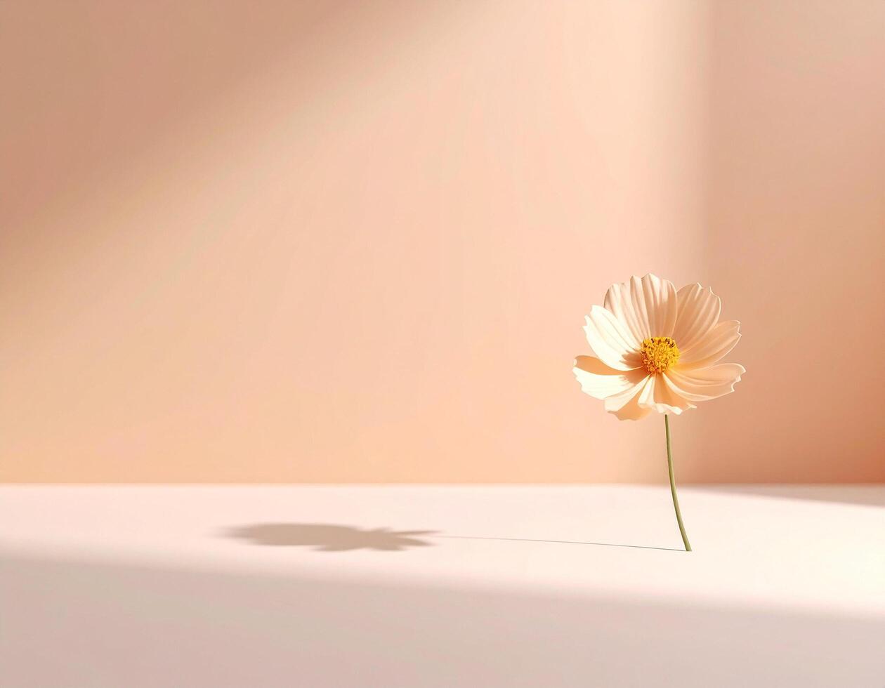 Still life image of a flower with shadow photo
