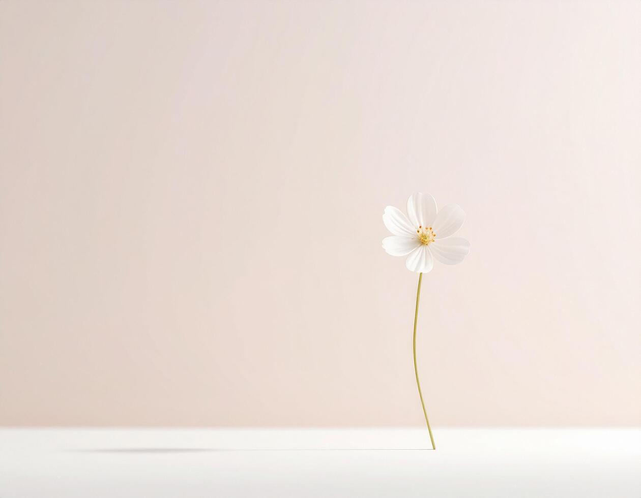 White flower on pastel cream white background photo