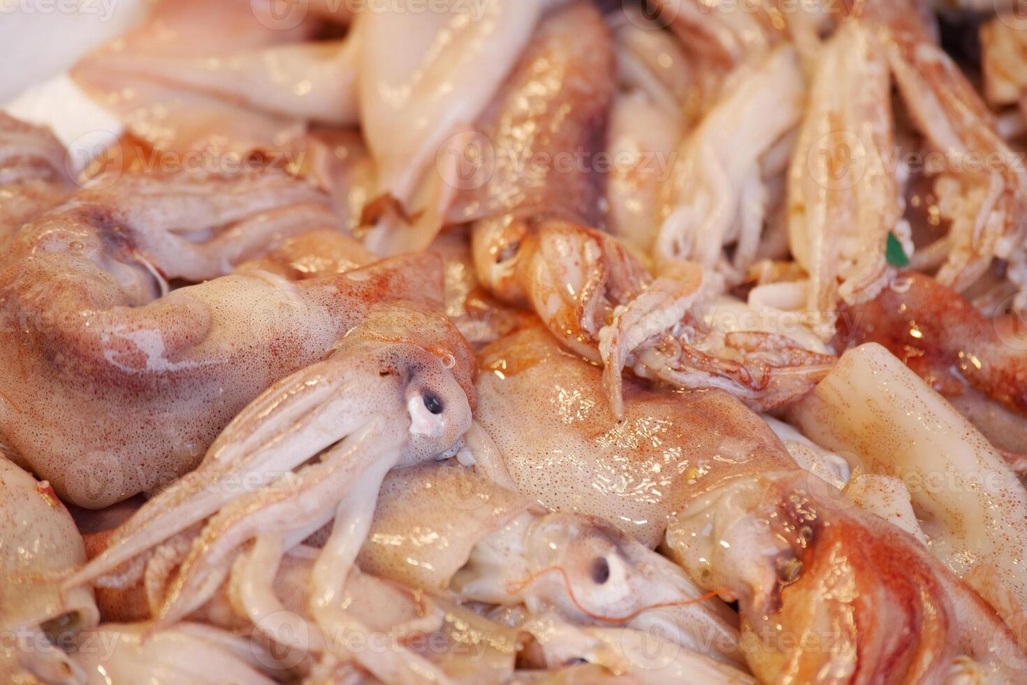 Fresh squid piled at a seafood market in the early morning photo