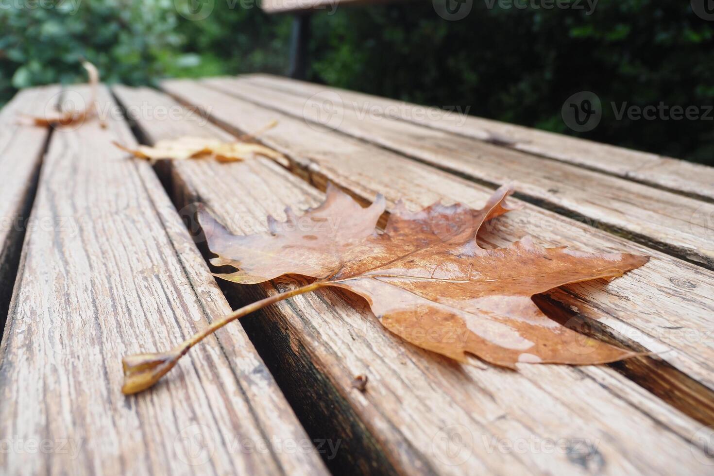 Leaves resting on a wooden bench in a quiet park during autumn photo