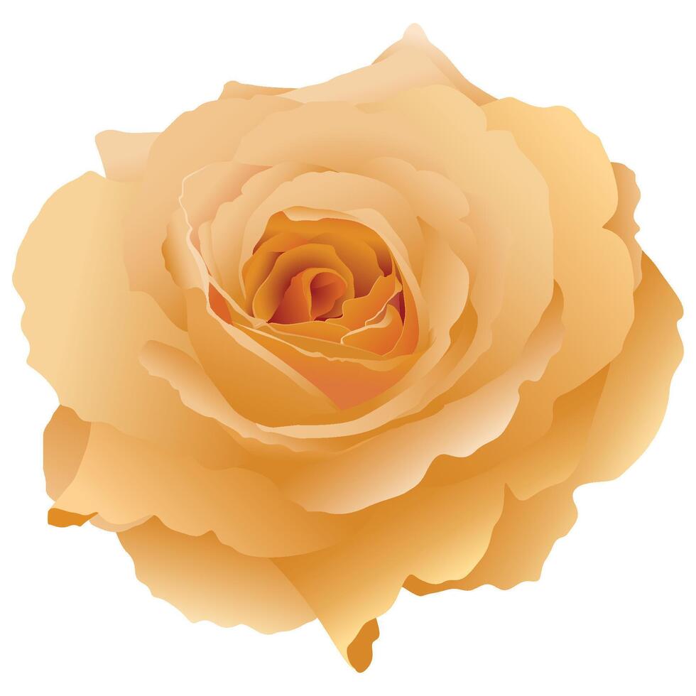 Honey Perfume Rose flower isolated on white background graphic illustration. vector