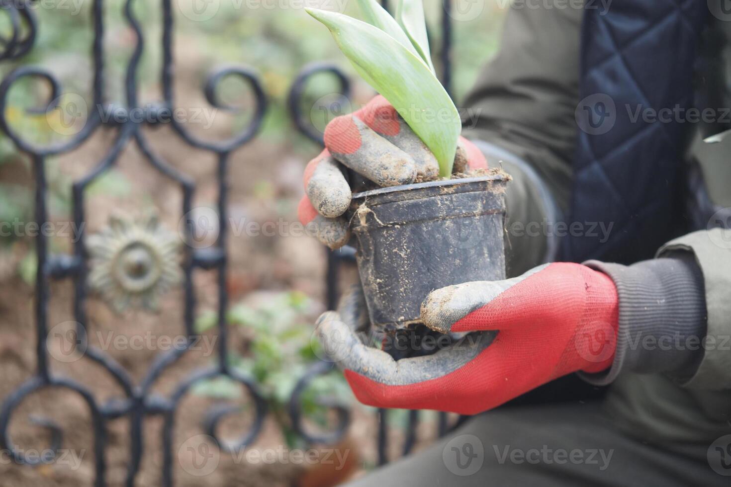 Gardener holding a potted plant near a decorative iron gate photo