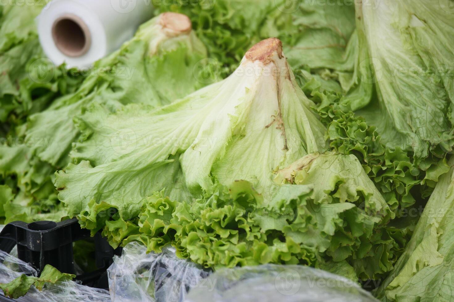 Fresh green lettuce varieties displayed at a local market stall photo