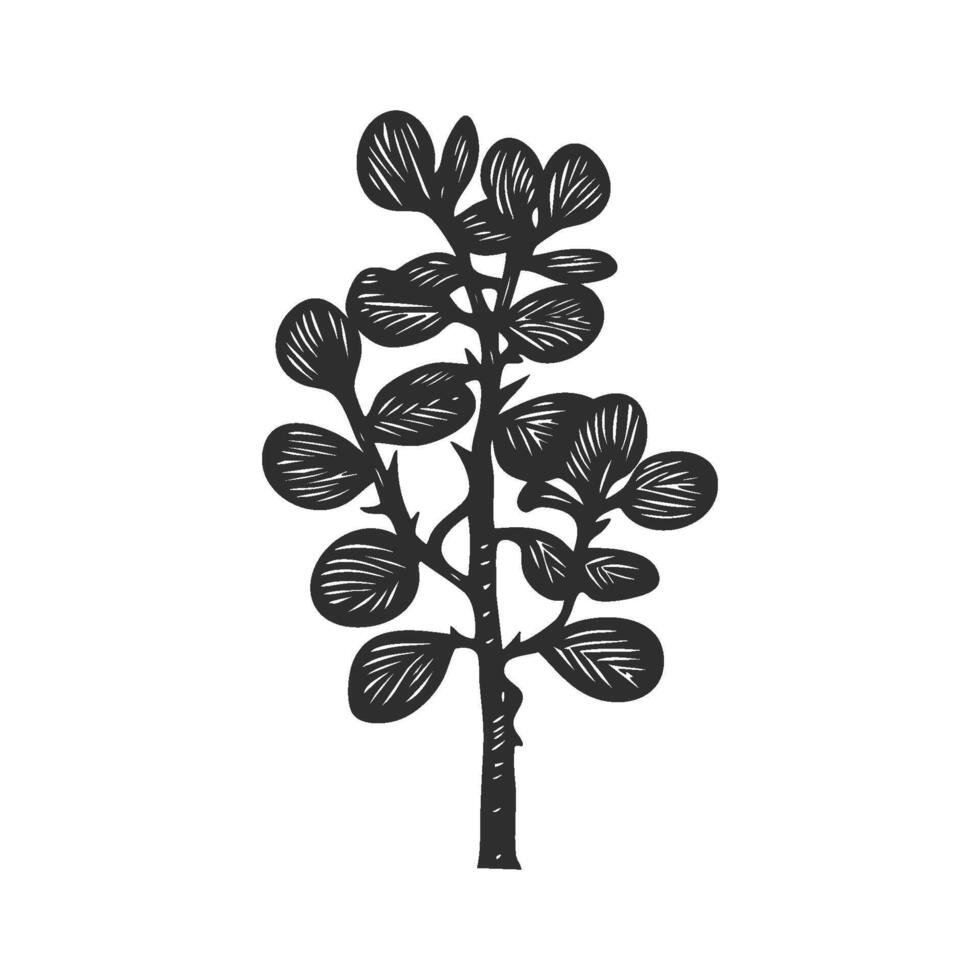Jade Plant Silhouette Illustration. Symbol Of Prosperity And Growth Isolated Illustration vector