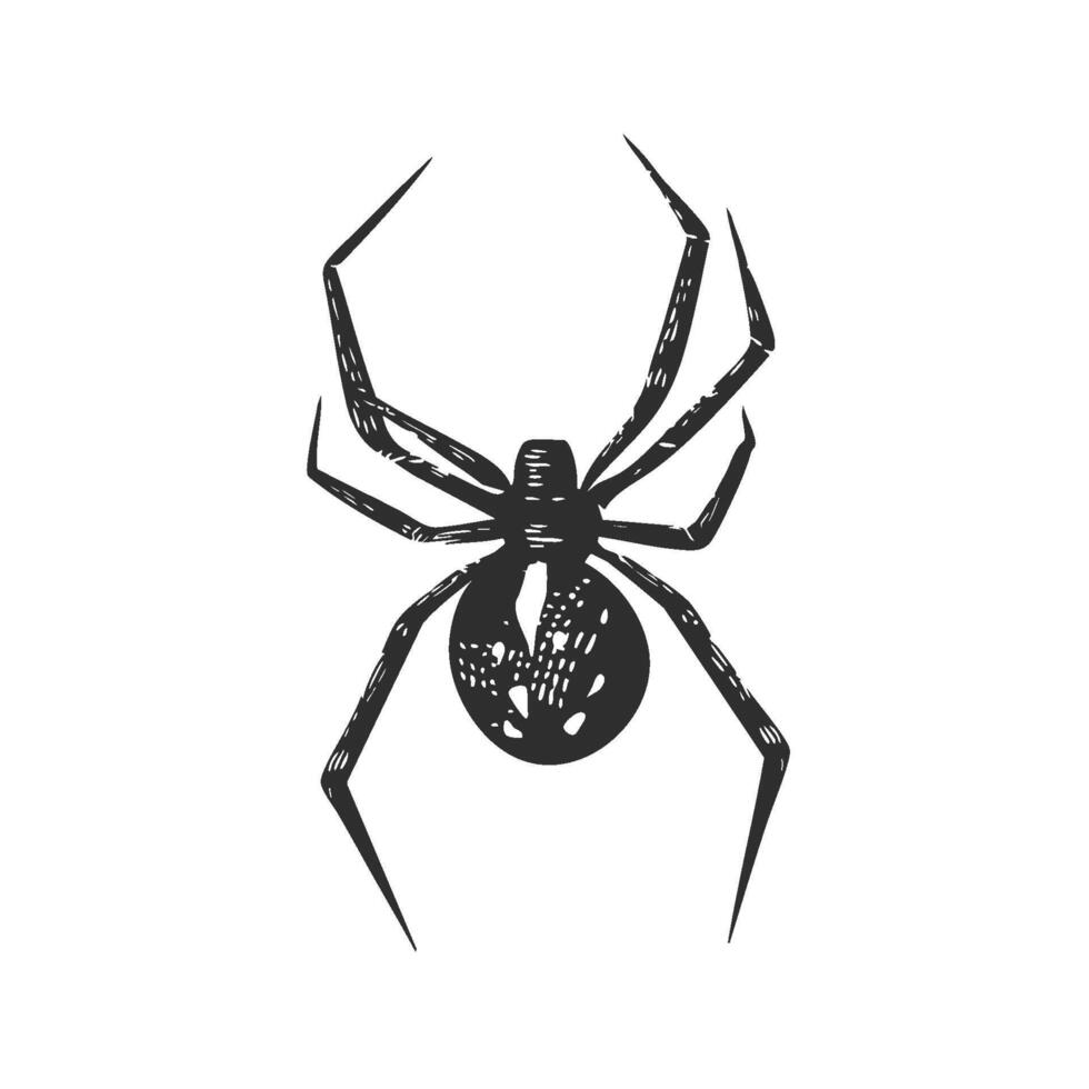 Spider Illustration. Arachnid Symbolism And Nature Representation Isolated Illustration vector
