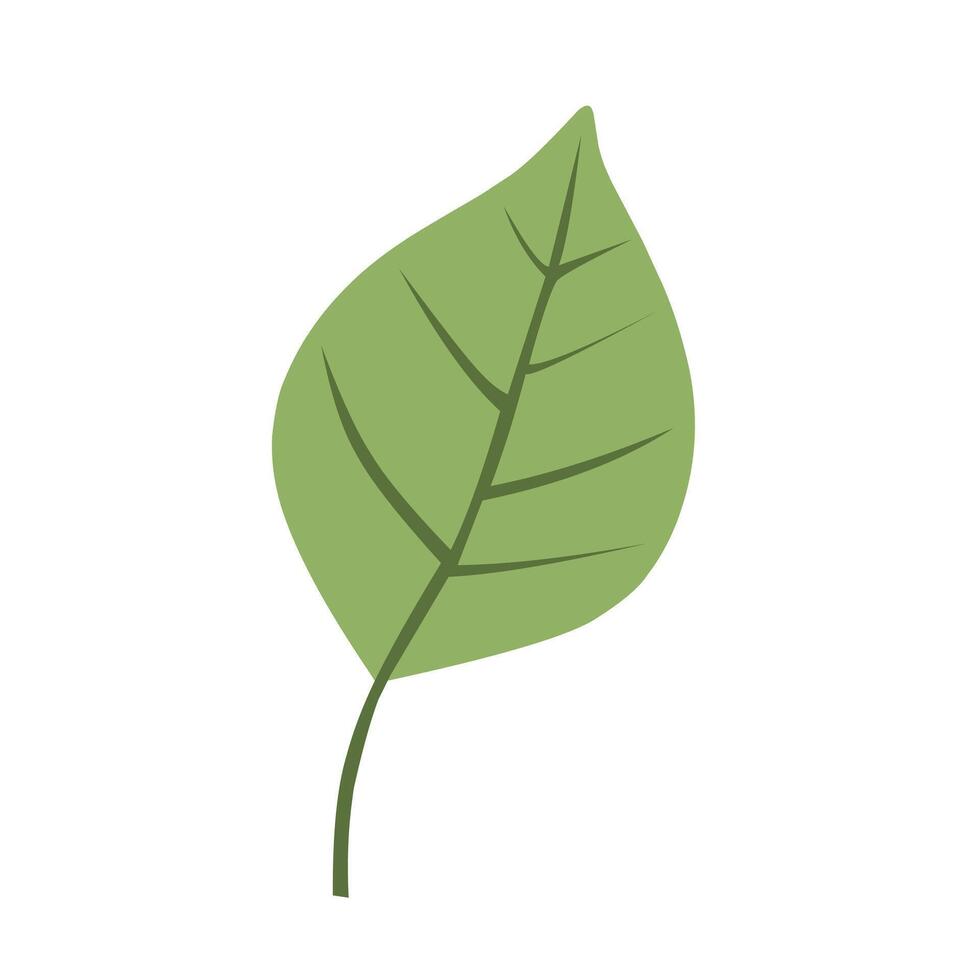 Green leaf illustration white background vector