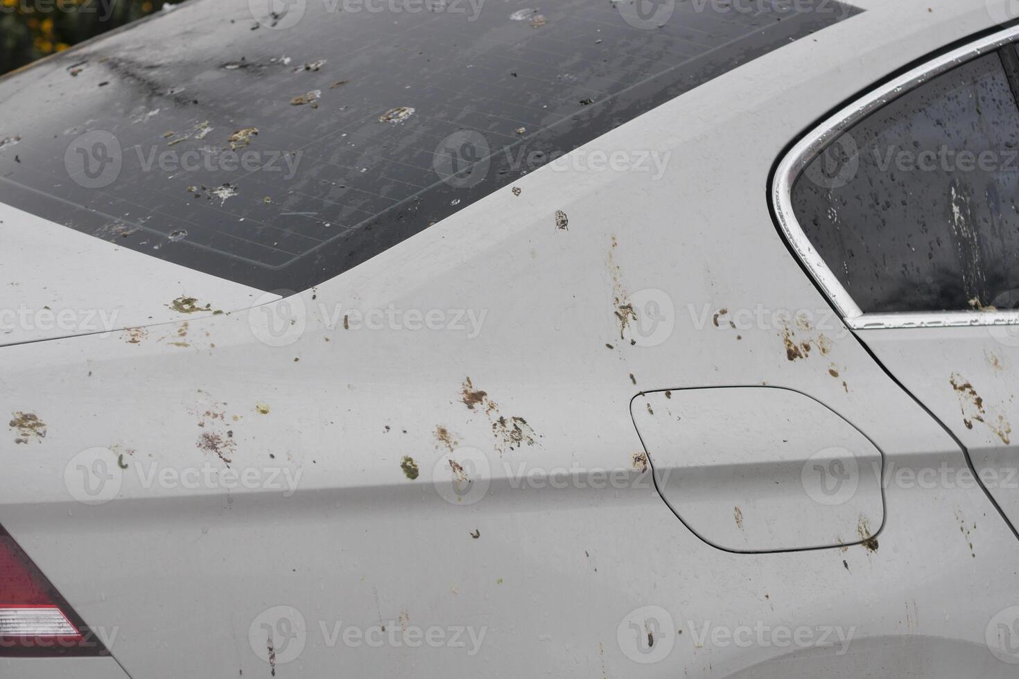 White car covered in dirt and debris from nearby trees photo