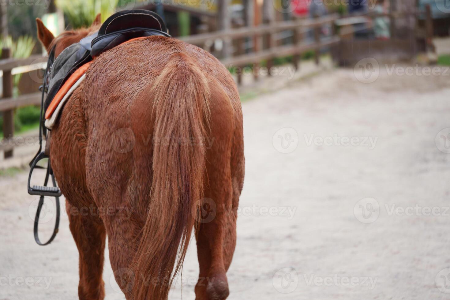 Horse with saddle stands in sandy arena at riding facility photo
