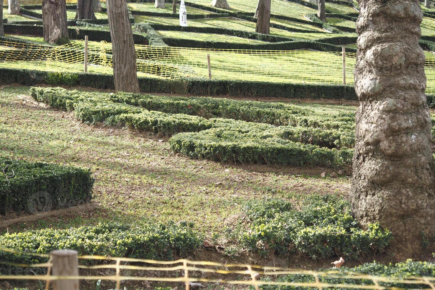 Bushes shaped in decorative patterns in a serene park setting photo