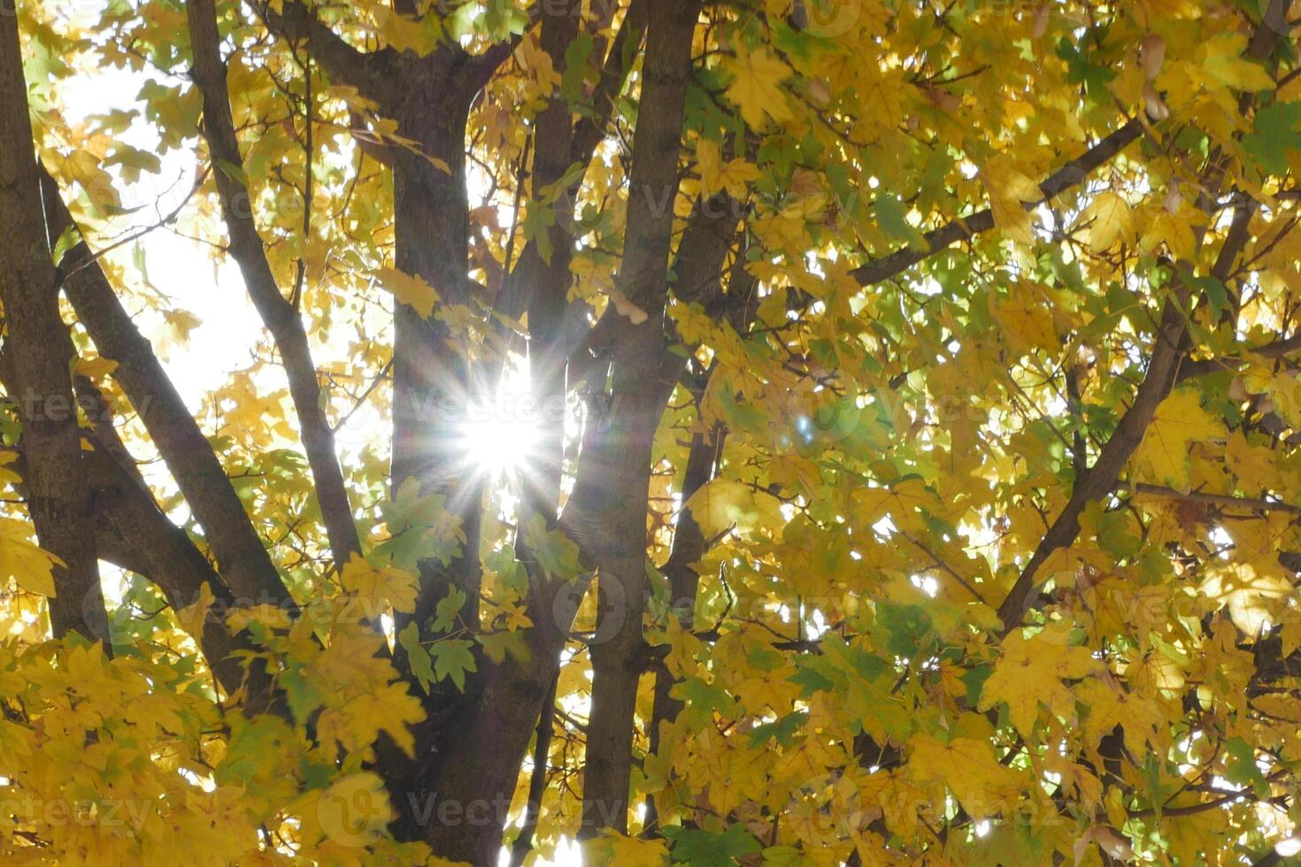 Sunlight piercing through vibrant yellow autumn leaves photo