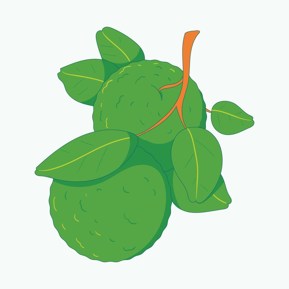Kaffir lime fruit with fresh green leaves illustration, ideal for botanical, culinary, and organic themes vector
