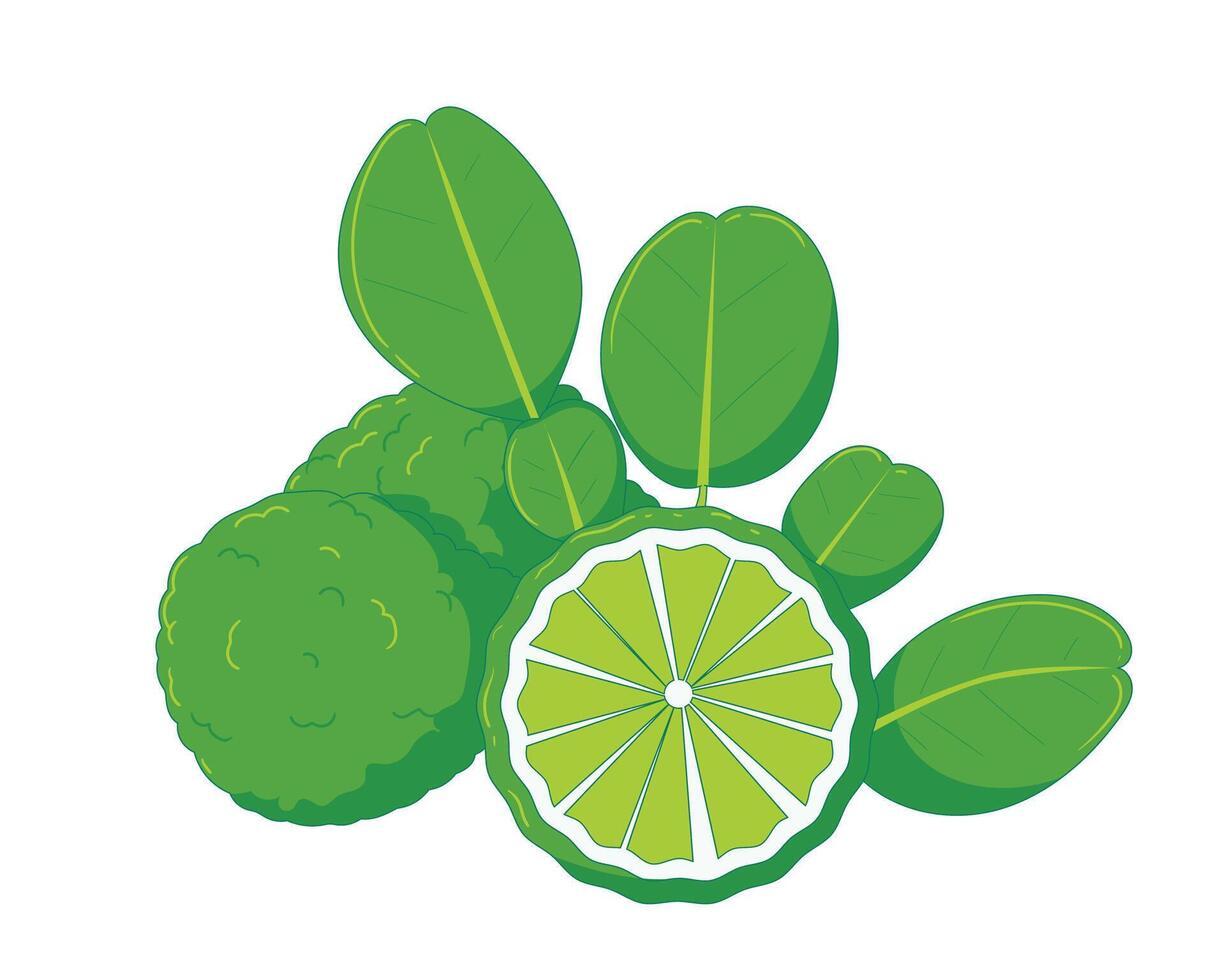 Fresh kaffir lime fruit and leaves illustration, perfect for nature, herbal, and organic-themed designs vector