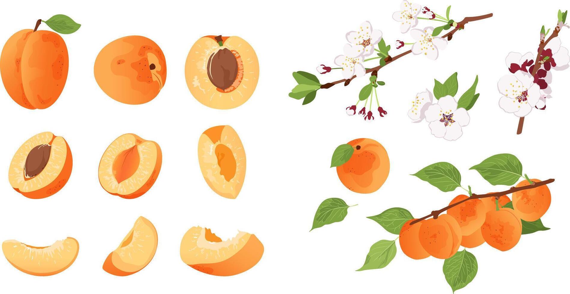 Set with apricot flower, apricot on a branch, a whole apricot and half a fruit. Big apricot set. vector