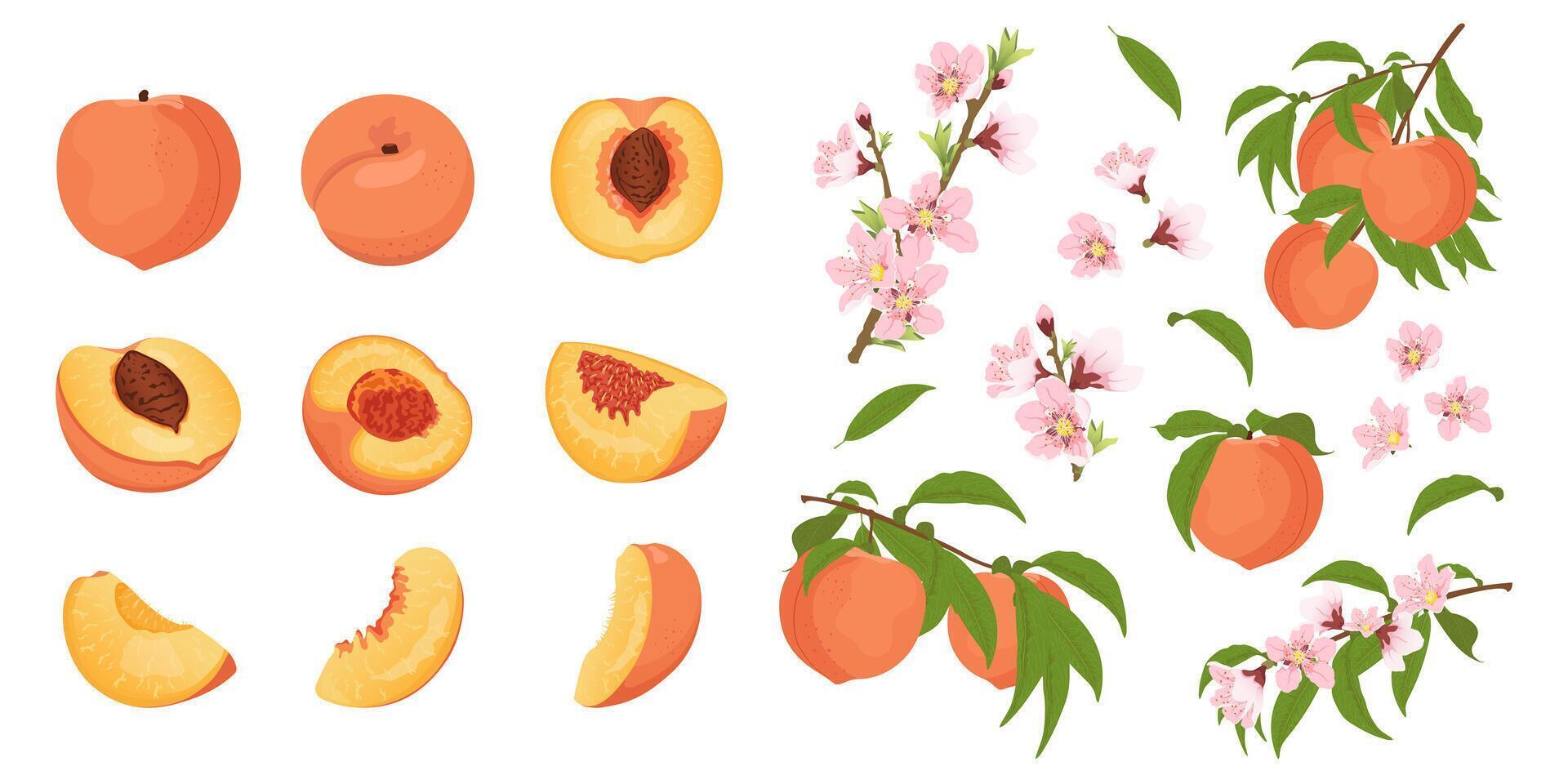 Set with peach blossom and peaches on a branch. Summer harvest. vector