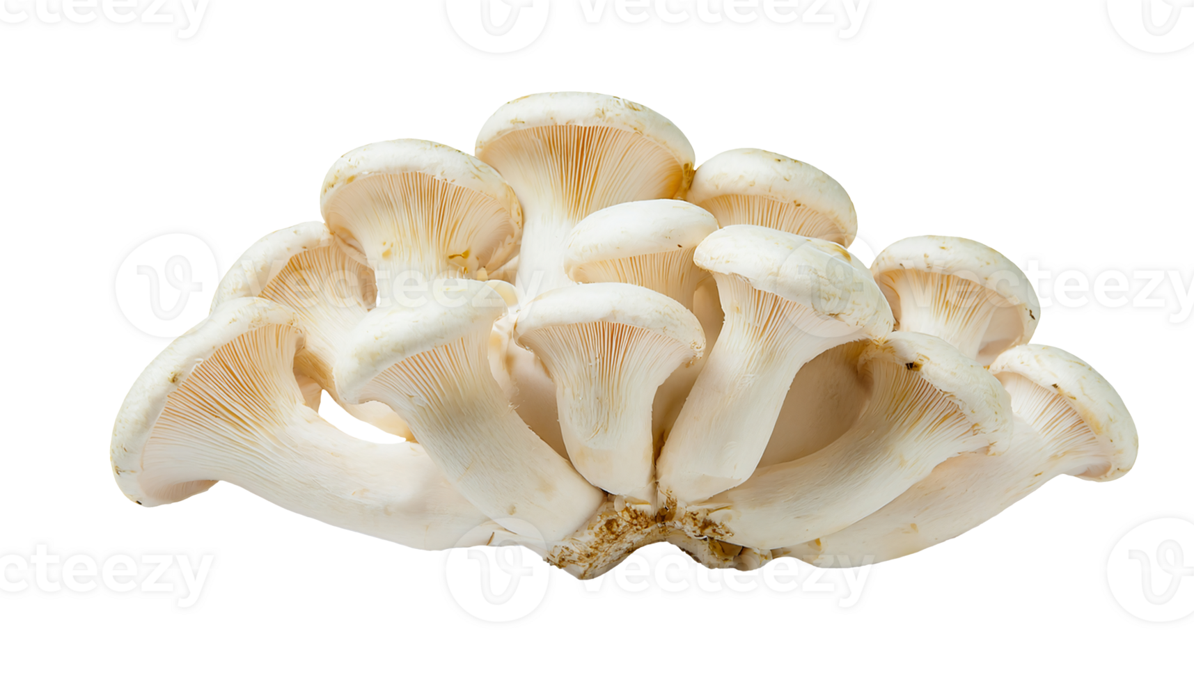 fresh cluster of white king oyster mushrooms with natural texture on isolated background perfect for healthy food ingredients and vegetarian cooking png