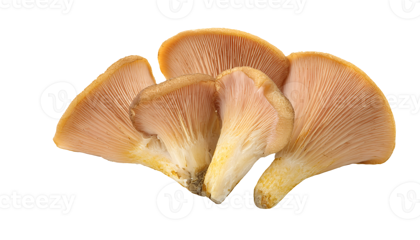 fresh torch-shaped mushrooms close-up natural pinkish-brown gills detailed texture organic edible fungi on isolated background for healthy food and culinary concept png