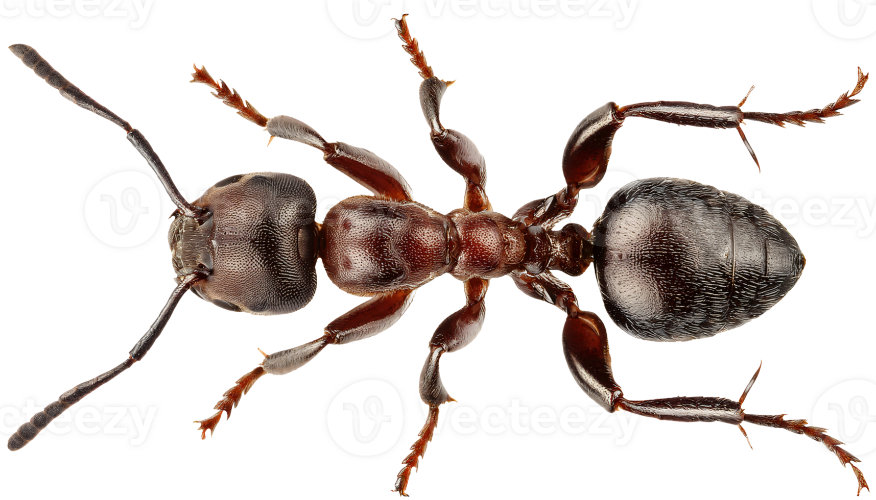 ultra detailed close-up of ant body structure with high texture clarity on isolated background showing insect anatomy for science and nature study concept png