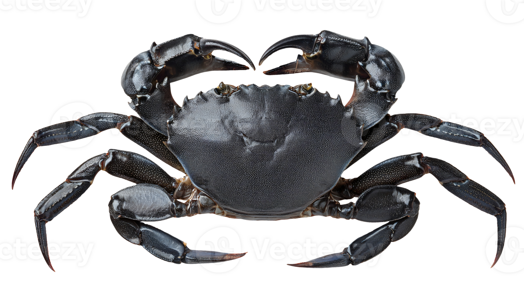 high detail close-up of black crab with sharp shell texture and claws on isolated background for seafood, marine biology and educational use png