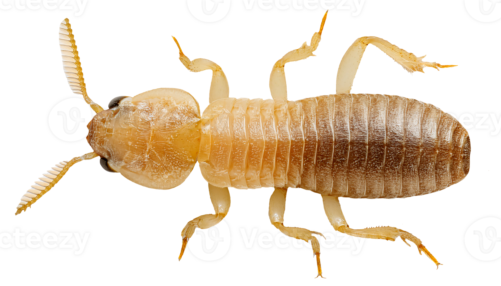 close-up high detail of termite insect full body on isolated background for pest control and science research concept png