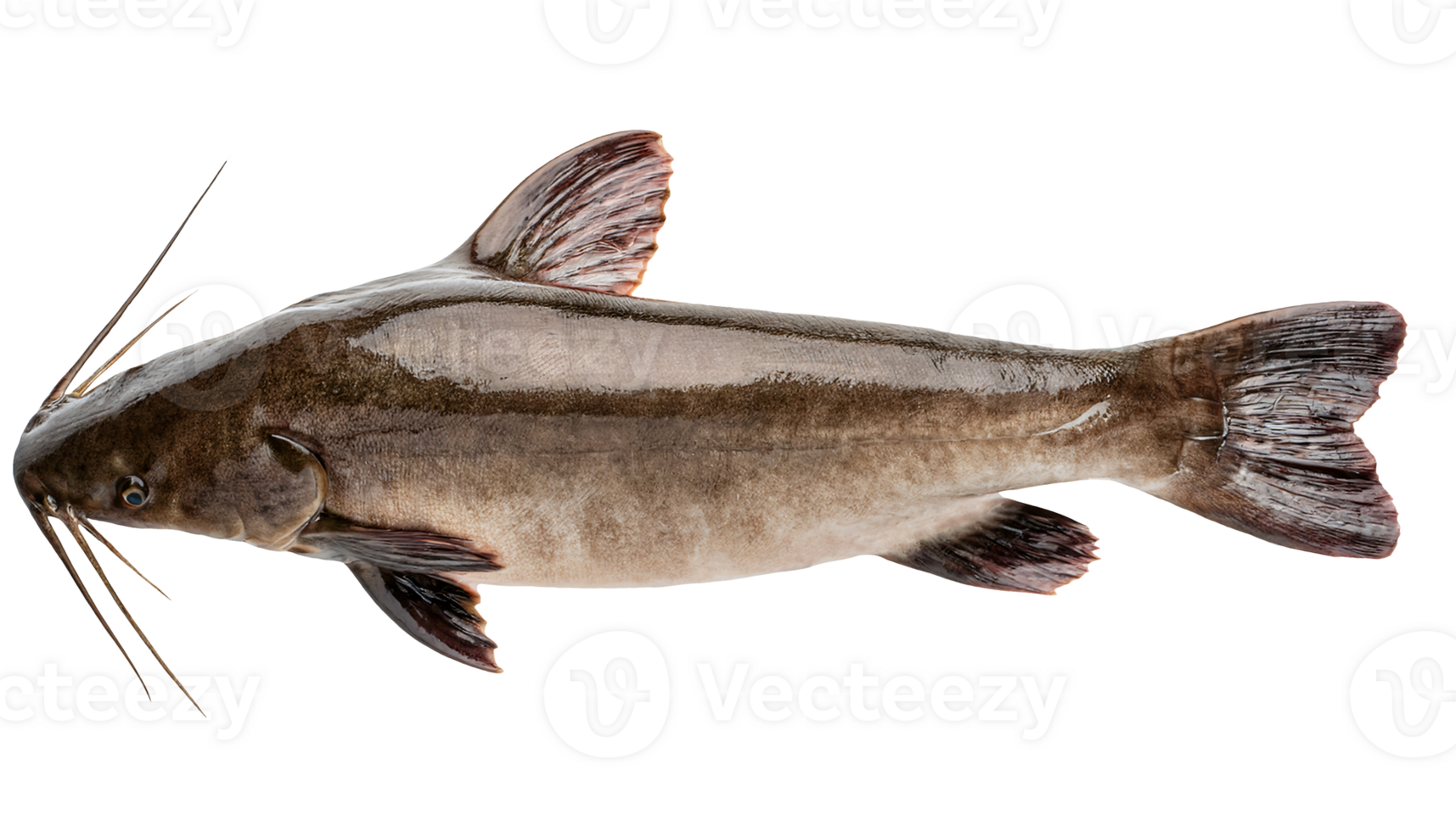 fresh catfish full body close-up view on isolated background for seafood culinary and biological education content png