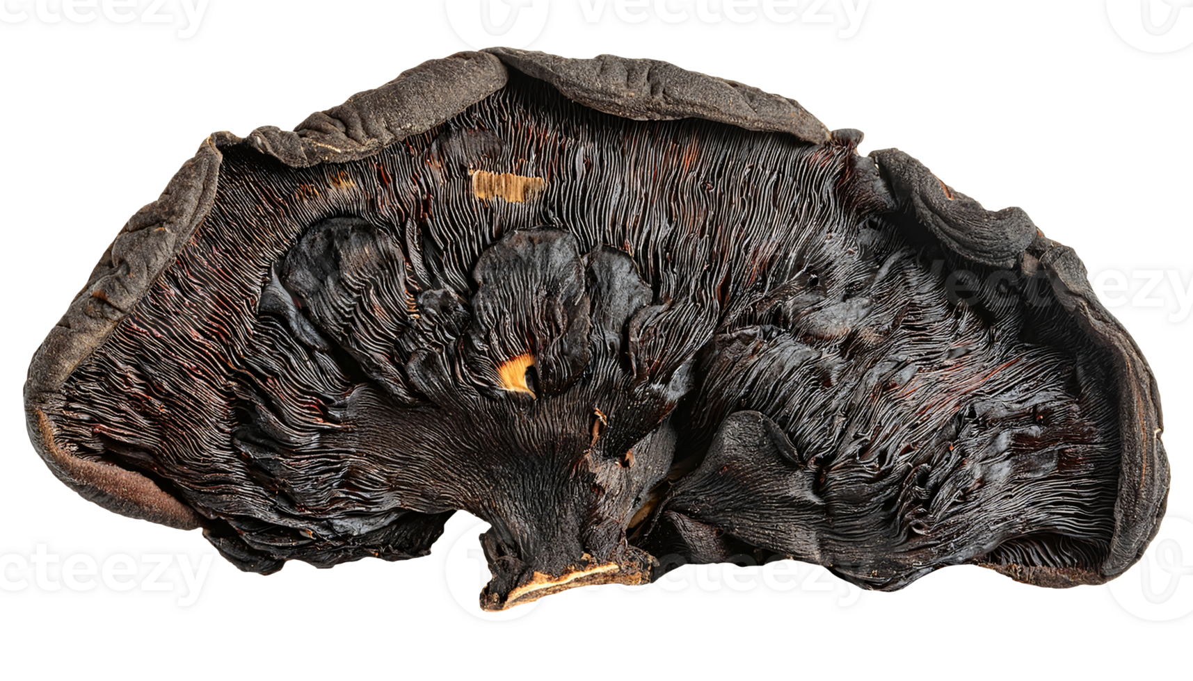 dried black fungus mushroom texture with natural wrinkled surface on isolated background for culinary and herbal use png