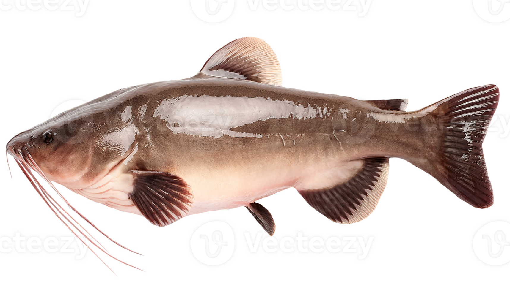 raw whole catfish full body top view on isolated background for cooking seafood market and aquatic biology reference png