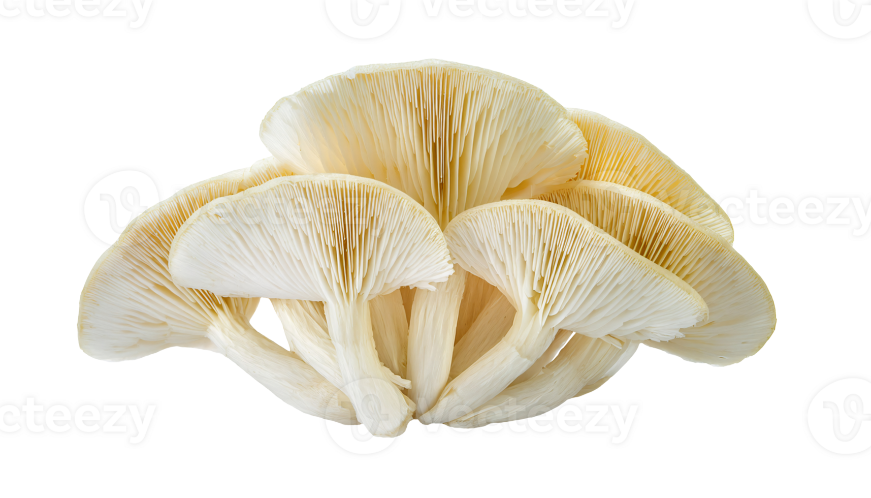 cluster of fresh white oyster mushrooms with delicate gills, organic edible fungus for cooking and healthy food, on isolated background png