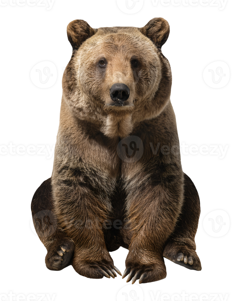 brown bear sitting with warm fur tones and sharp claws, forest wildlife mammal on isolated background, perfect for nature and animal themes png