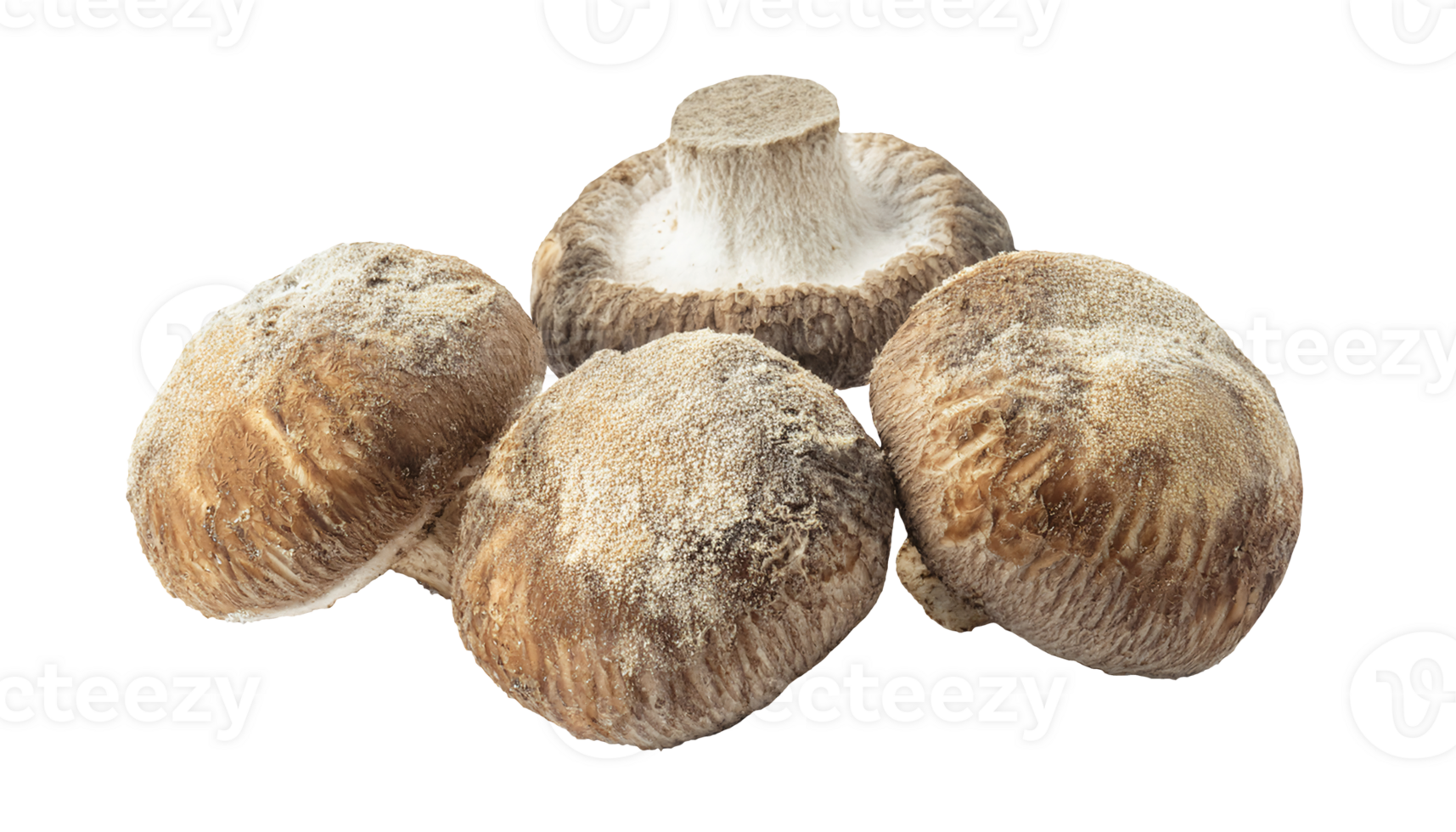 dried shiitake mushrooms covered in powdery surface texture, traditional asian ingredient for cooking and herbal use, on isolated background png