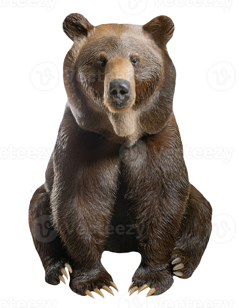 brown bear sitting upright with detailed fur and claws, wild animal from forest wildlife on isolated background png